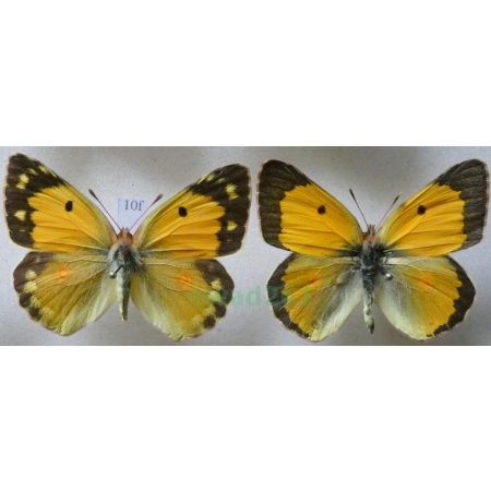 Colias croceus (Geoffroy, 1785) pair Szlaczkoń sylwetnik Croatia10f